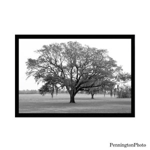 Fotografía de bellas artes Descarga instantánea digital, arte de pared imprimible, decoración, blanco y negro, roble, naturaleza, paisaje