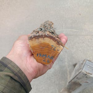 May include: A cross-section of a piece of wood, showcasing the natural grain and texture. The wood has a light brown color with darker brown and tan rings. The bark is visible on the top edge. The text "15MAR 26" and "12.5" is written on the wood.