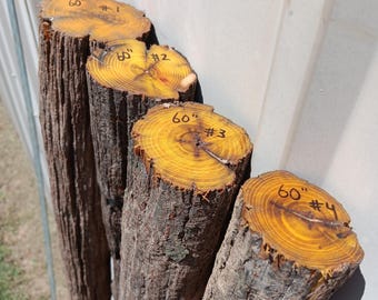 60&quot; Weathered Osage Stave For Making A Walking Stick
