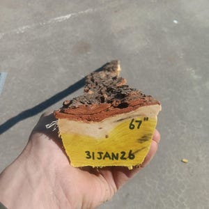 May include: A cross-section of a piece of wood with a rough, textured bark. The cut end is painted yellow and marked with "67" and "31 JAN 26". The wood measures 67 inches in length.
