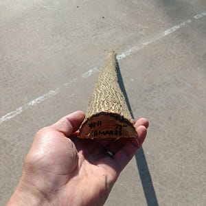 May include: A section of a tree trunk, held in a hand, with a rough, textured bark. The cut end displays the tree's rings and handwritten markings: "#11 72" 18MAR26". The tree section is approximately 72 inches long.