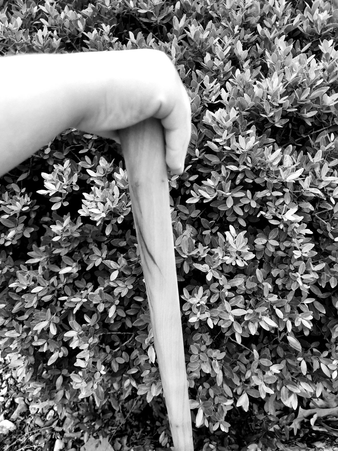 The World's Smallest Walking Stick Etsy