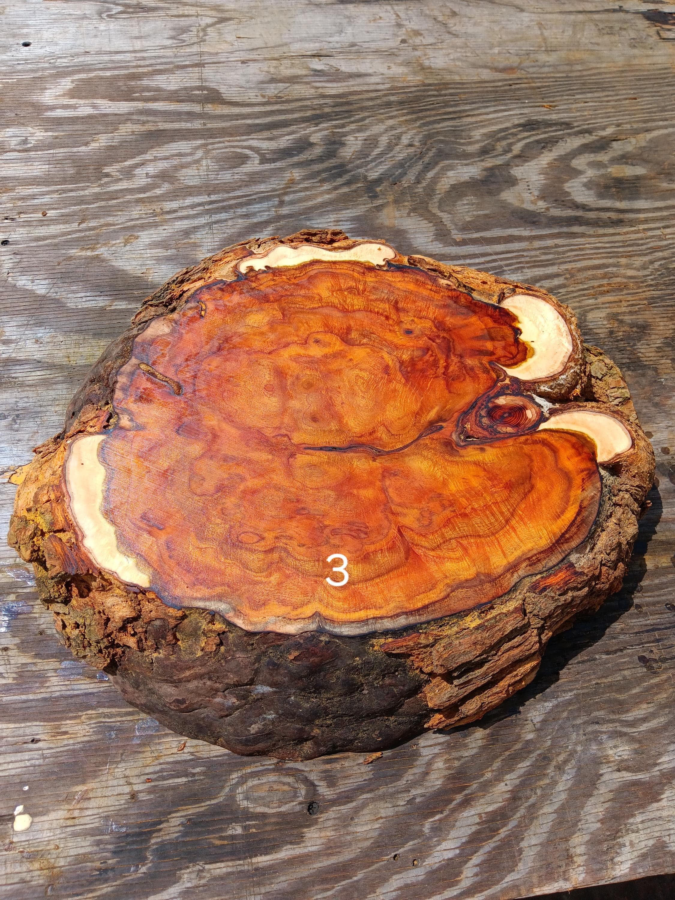 Osage Orange Burl "Cookie"