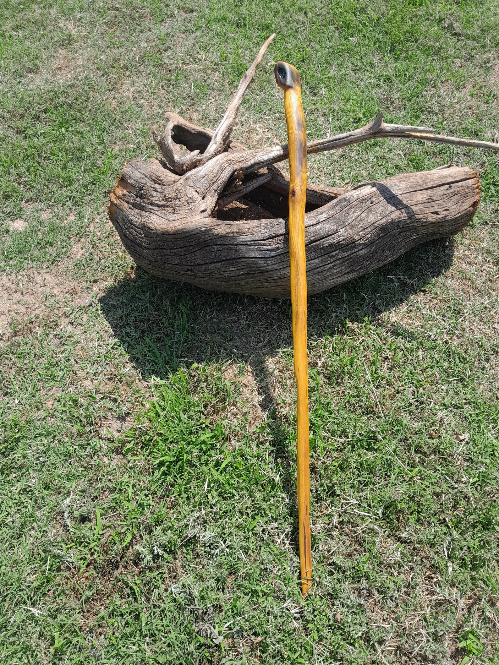 41 Premium Osage Orange Cane Etsy