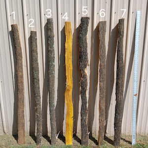 Osage Bow Staves