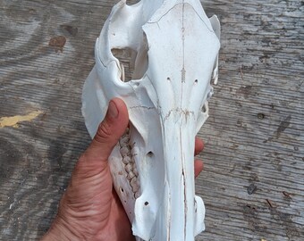 Wild Hog Skull With Arrows Symbolism