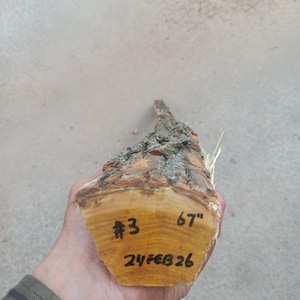 May include: A section of a tree trunk with visible wood grain and bark. The end of the log is marked with "#3", "67", and "24FEB26" in black ink. The log is approximately 67 inches long.