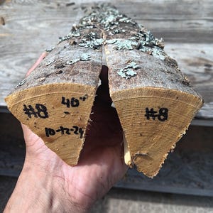 Two (2) 40&quot; Hackberry Billets