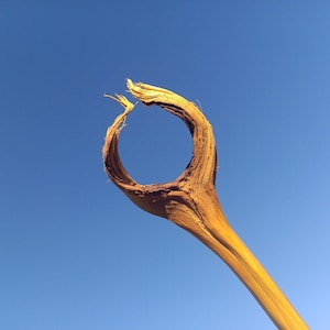 The World's Most Expensive Stick!