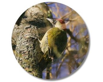 Badge pin Pic Vert, Picus viridis, épingle, 58mm, porte-clé décapsuleur, insigne broche en métal, bouton, rond, magnet