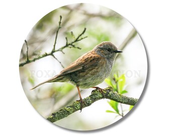 Badge pin Accenteur Mouchet (Dunnock), épingle, 58mm, porte-clé décapsuleur, insigne broche en métal, bouton, rond, magnet