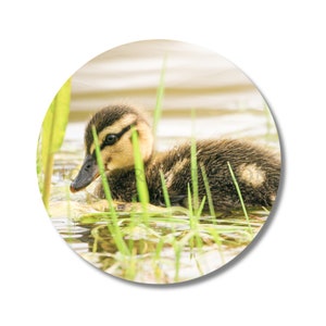 Badge pin Caneton Portrait 5, Photographie Animalière, épingle, 58mm, porte-clé décapsuleur, insigne broche en métal, bouton, rond, magnet image 1