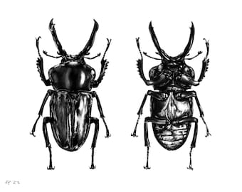 Scientific Illustration, Rainbow Stag Beetle, Digital Download