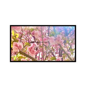 Cherry Blossoms for Samsung Frame Art