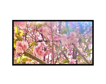 Cherry Blossoms for Samsung Frame Art