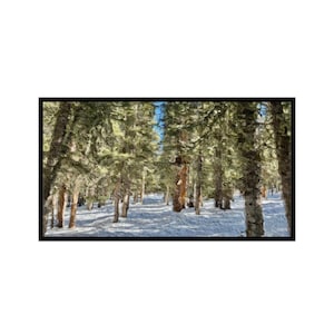 Colorado Winter Snow Covered Forest for Samsung Frame TV Art
