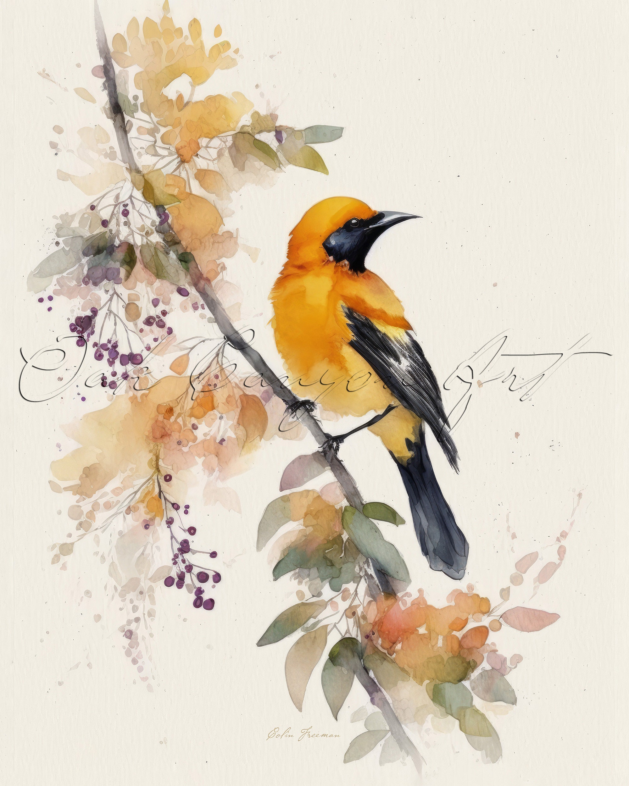 Hooded Oriole Bird Printable Wall Art for Living Room Bird Watercolor Painting Artwork for Bathroom Wall Decor Instant Digital Download