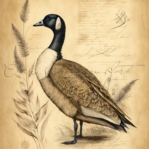 Oie du Canada vintage oiseau imprimable art mural pour salon oiseau peinture aquarelle oeuvre pour carte de voeux téléchargement numérique instantané