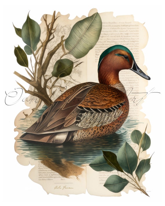 Cinnamon Teal Duck Vintage Bird Printable Wall Art for Living Room