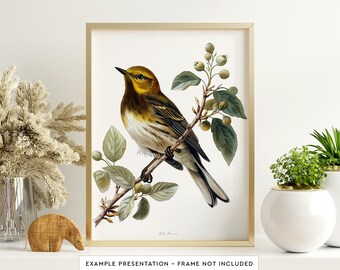 May include: A vintage illustration of a yellow-throated warbler perched on a branch with green leaves and small green berries. The bird is depicted in a realistic style with detailed feathers and a bright yellow throat.