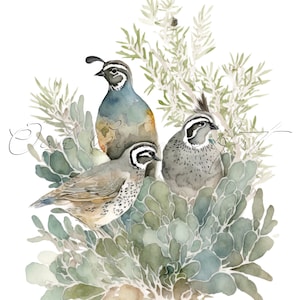 California Quail Printable Wall Art for Living Room Bird Painting Watercolor Artwork Bathroom Wall Decor Instant Download