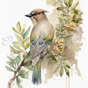 Cedar Waxwing Bird Printable Wall Art for Living Room Bird Watercolor Painting Artwork for Bathroom Wall Decor Instant Digital Download