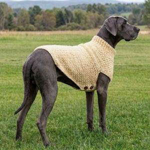 May include: A large grey dog wearing a beige, textured, sleeveless knit sweater. The sweater features a ribbed turtleneck collar and two small, round, dark brown buttons positioned along the lower side seam near the dog's hindquarters.