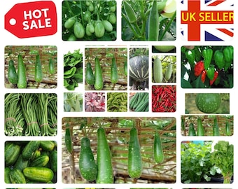 High Quality vegetable seeds |Indian Asian Thai Bangladeshi vegetable seeds 2024