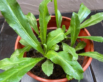 Thai parsley seed, Saw coriander, Culantro Bilati Dhonia 200 seeds