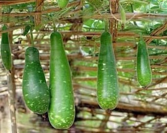 Hybrid Premium Quality long Bottle Gourd seeds| 6 finest seeds | high germination rate | bangla Lau 6 Seeds