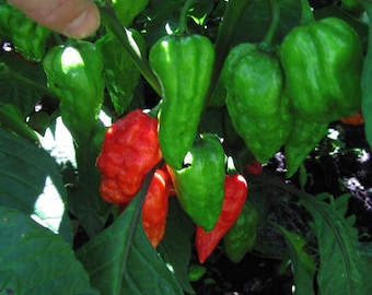 Super hot Scotch bonnet / Naga chilli/ Bombay morich seeds| premium quality 25 seeds | high germination rate