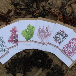 A pack of 6 hand pressed Cornish seaweed cards from beaches around Falmouth, printed on 100% recycled card. Also sold as single cards.