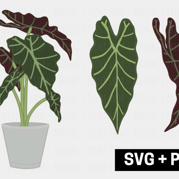 Alocasia Potted Plant Clipart Bundle, Exotic Elephant's Ear Leaf Graphics, Cute Tropical Green Plant Images, Sublimation Cut Files SVG PNG