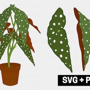 May include: A potted plant with green leaves with white spots. The plant is in a brown pot. The image also includes two individual leaves with white spots.