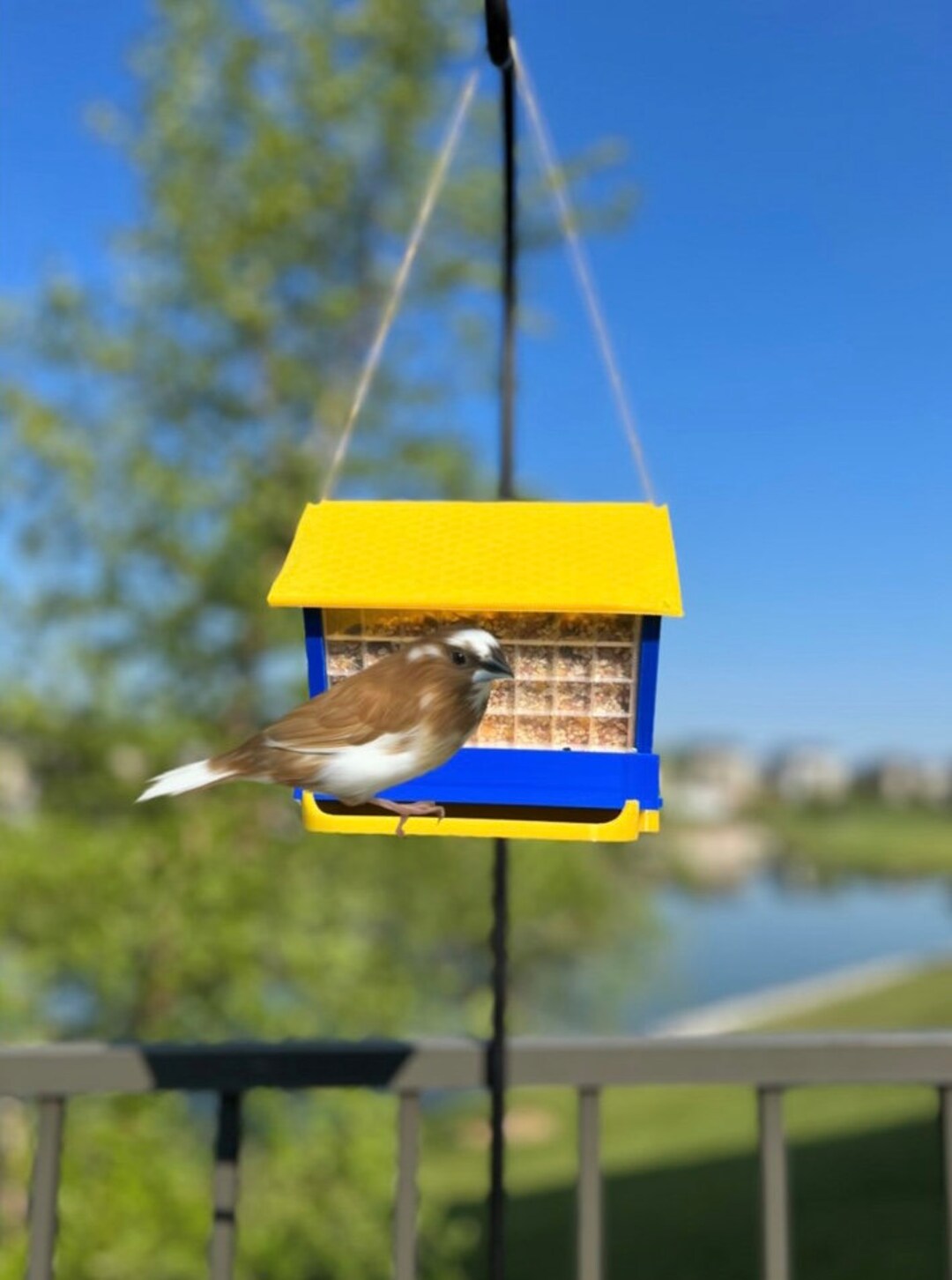 Colorful Backyard Bird Feeder Etsy