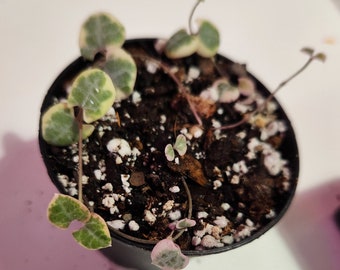 Variegated String of Hearts