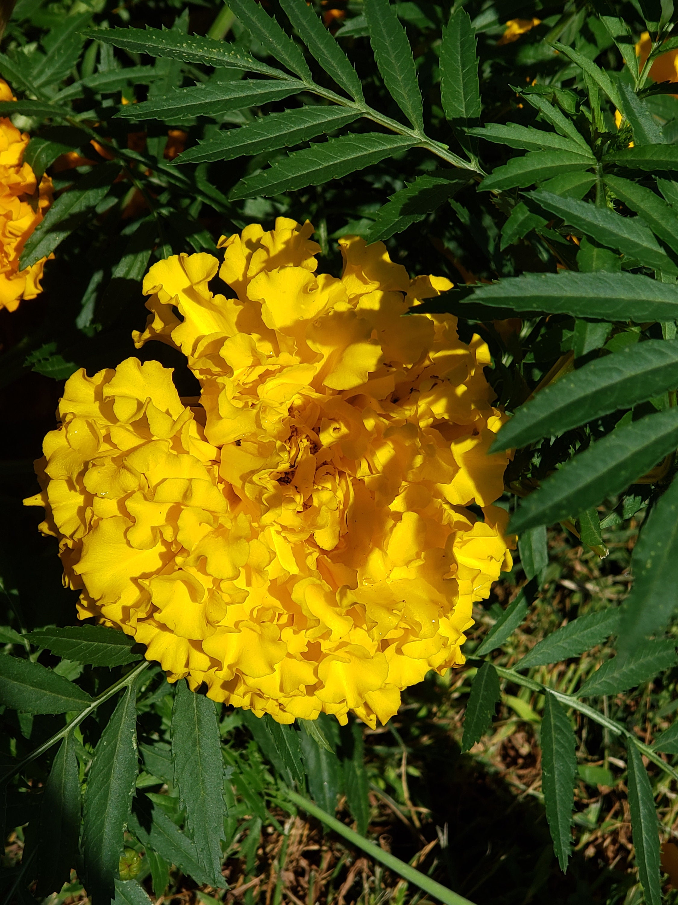 Mexican Marigold Seeds Tagetes Etsy