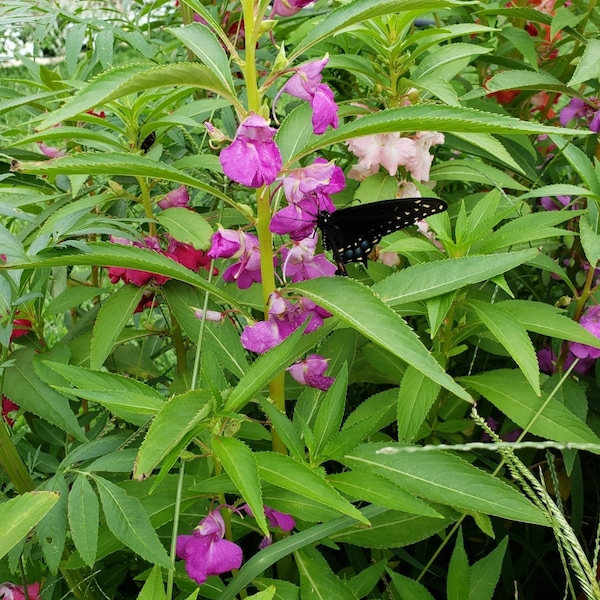 Garden (Jewel) Balsam Seeds