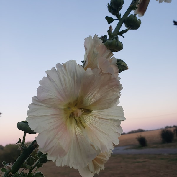 Hollyhock Seeds