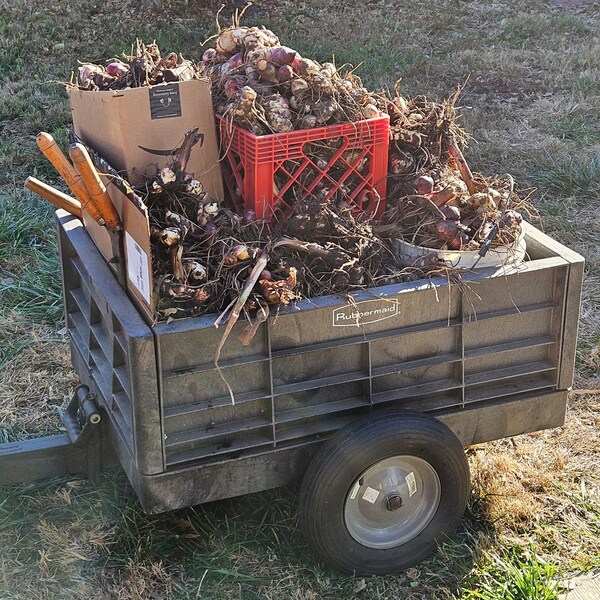 Canna Lily Bulbs - Preorders