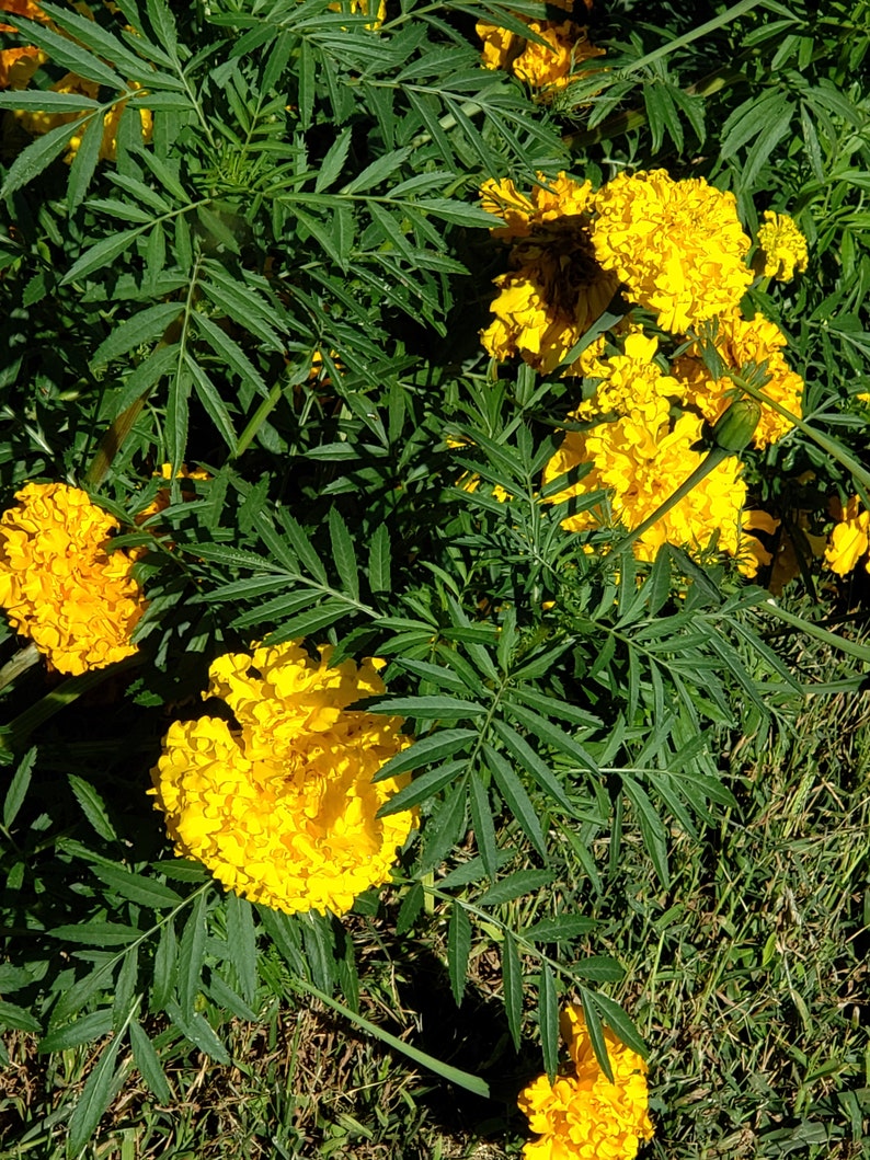 Mexican Marigold Seeds Tagetes Etsy