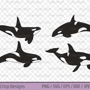 Orque SVG, Clipart épaulards, fichier coupé de mammifères marins, art vectoriel de la vie océanique, animaux marins, baleines orques nageant, dauphin océanique PNG