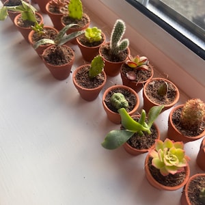 Op de afbeelding: Een verzameling kleine terracotta potten, elk met een ander type succulent of cactus plant. De potten zijn in een rij op een witte vensterbank gerangschikt.