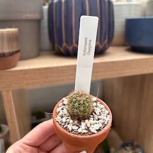 Echinopsis Oxygona Babyplant Geworteld Opgericht met potgrond en geboorteakte