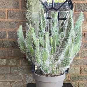 May include: A large, green cactus with fuzzy white hairs, potted in a gray container. The cactus has many upright, elongated pads. The background includes a brick wall and a black-framed mirror.