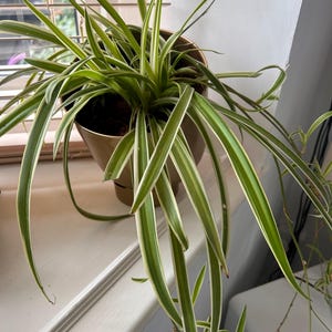 Chlorophytum Vittatum Spider Plant Rooted Baby Plant Fast Growing Uk Seller