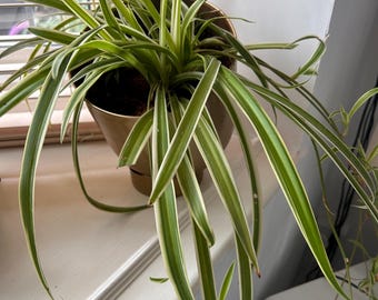 Spinne Pflanzen Innen Haus Pflanze Sukkulente hngend Einfach zu wachsen  Pflegeleicht Haustier freundlich Pflanze fr Mama Papa sie ihn Kletternde  Kaktuspflanze - Etsy.de