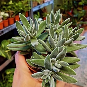 Puede incluir: Primer plano de una planta suculenta con hojas verdes y peludas. La planta tiene múltiples tallos y está en maceta en un pequeño recipiente marrón. Las hojas son de un color verde vibrante con una textura suave y aterciopelada. La planta está enfocada, con un fondo borroso.