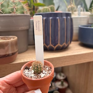 Pianta baby di Echinopsis Oxygona radicata con terriccio e certificato di nascita