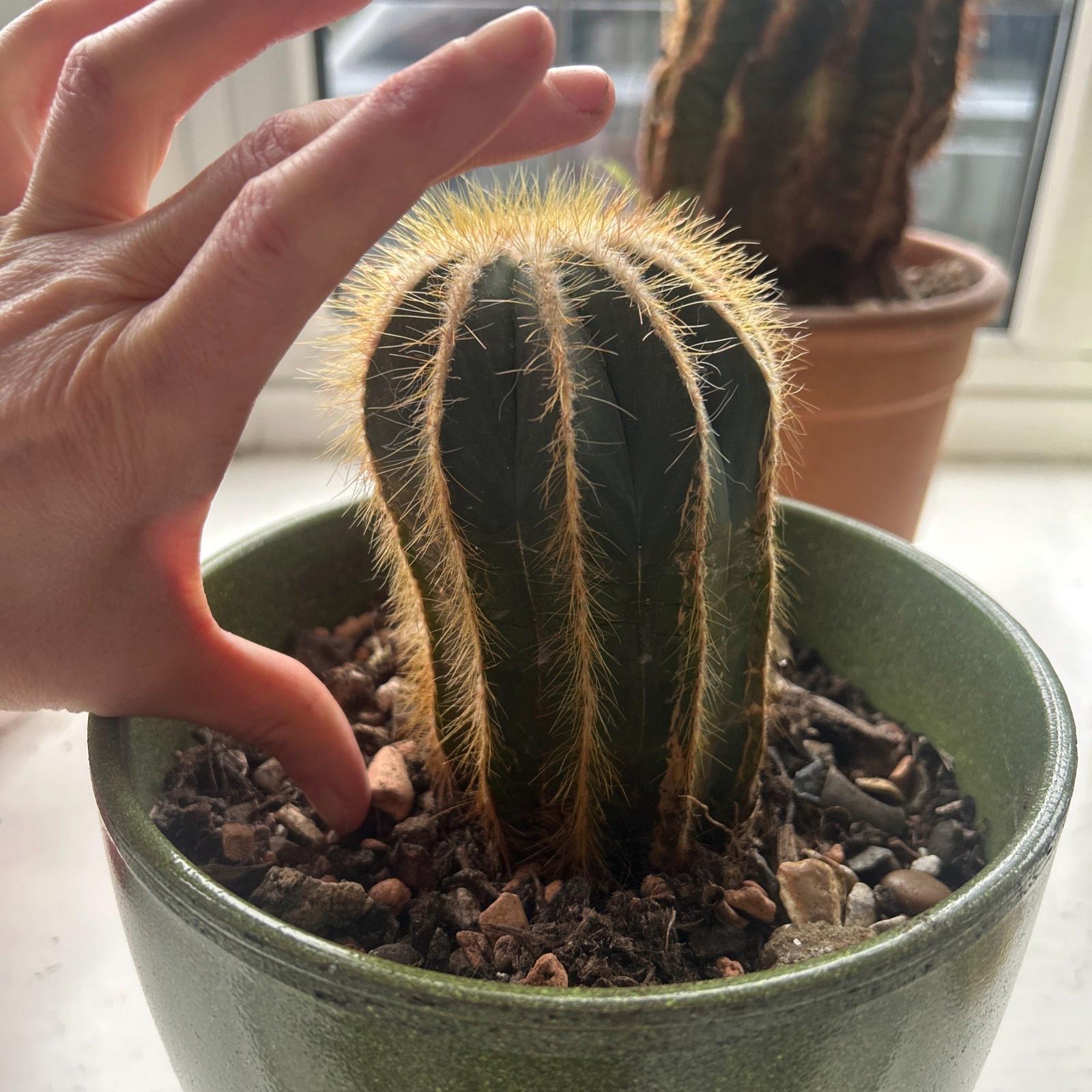 Myrtillocactus - Etsy 日本